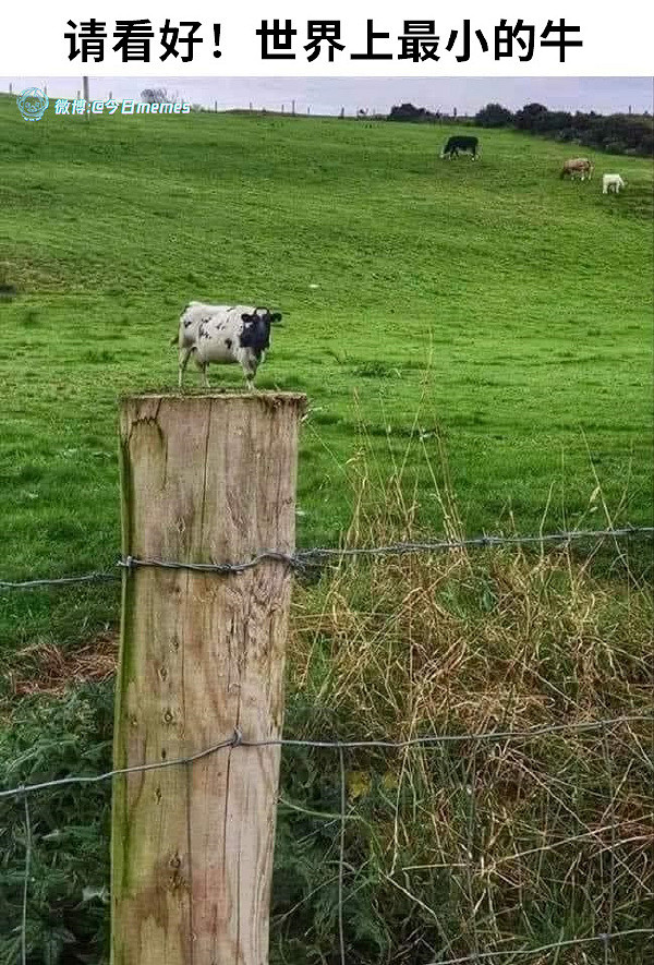 沒想到愛麗絲的車燈這麽大？囧圖姑娘的腿真的這麽白嗎