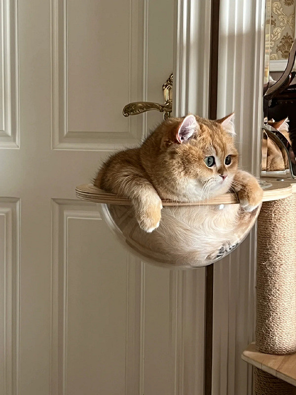 沒想到愛麗絲的車燈這麽大？囧圖姑娘的腿真的這麽白嗎