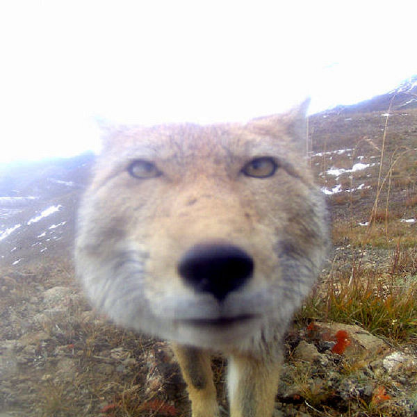 沒想到愛麗絲的車燈這麽大？囧圖姑娘的腿真的這麽白嗎