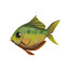 《Palia》魚類圖鑒大全 《Palia》魚類圖鑒大全