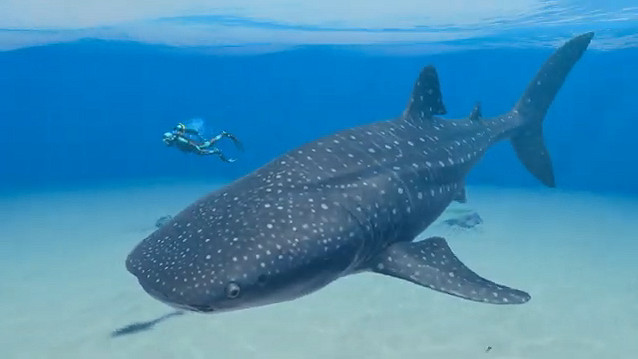 Switch新作《永恒蔚藍：流光》新CM公開！5月發售