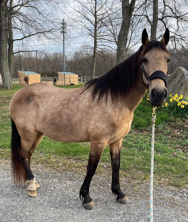 有點像！玩家現實的馬和《荒野大鏢客2》中的馬很相似