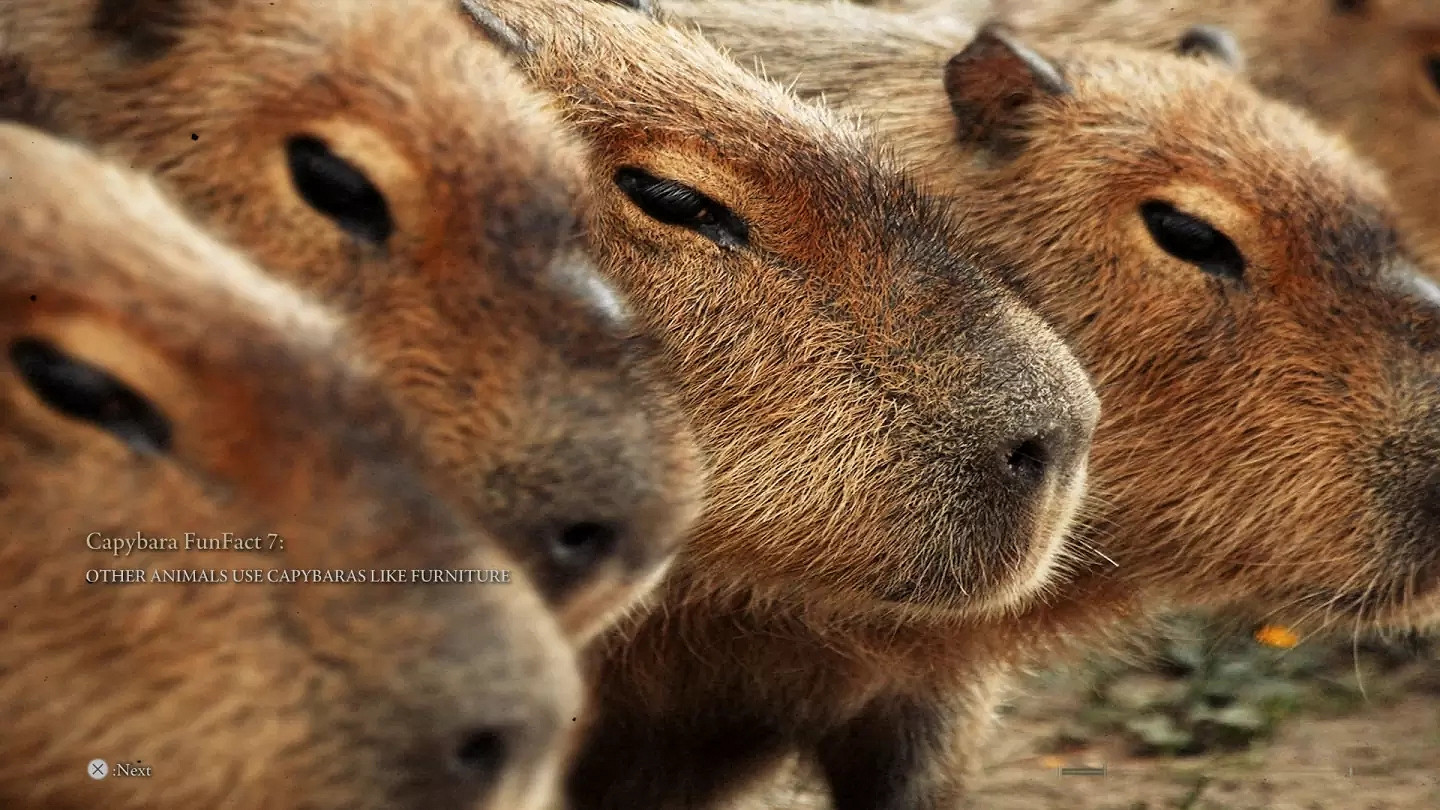 卡皮巴拉!《艾爾登法環》MOD將主角坐騎變成了水豚 卡皮巴拉!《艾爾登法環》MOD將主角坐騎變成了水豚