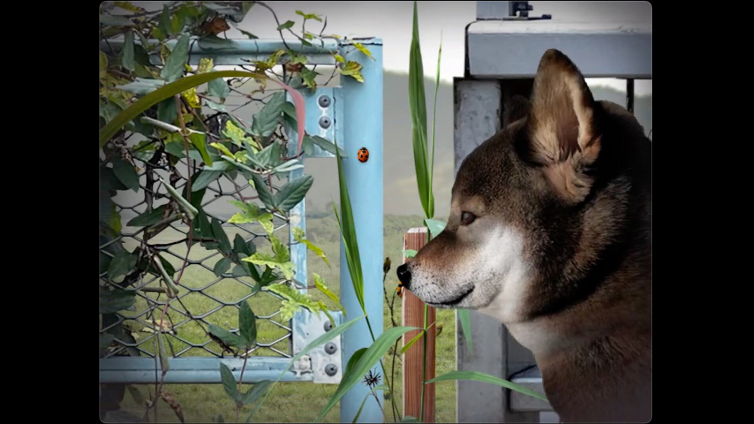 恐怖遊戲《翌日 -波奇狗的歷險記-》Steam頁面上線 支援中文 恐怖遊戲《翌日 -波奇狗的歷險記-》Steam頁面上線 支援中文