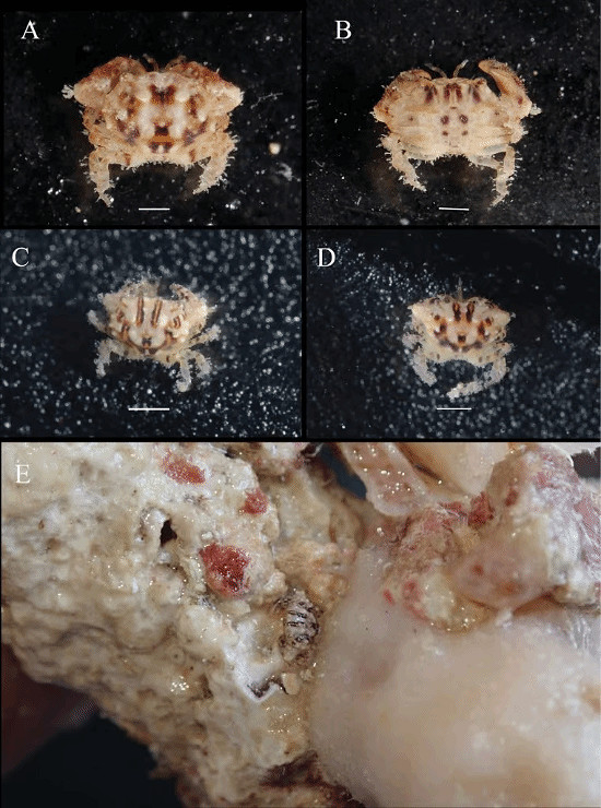 南海新螃蟹被科學家用《英雄聯盟》英雄提莫命名