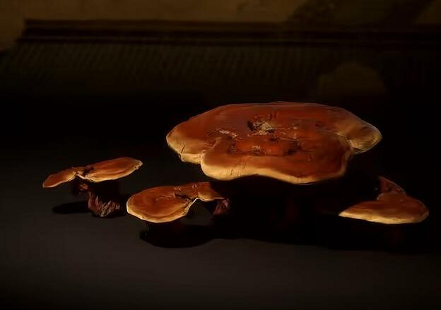 《黑神話悟空》樹珍珠與靈芝效果介紹