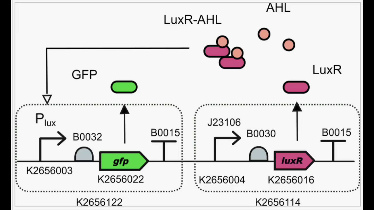 麻省理工學院高材生在大腸杆菌上玩《毀滅戰士》 通關僅需600年 麻省理工學院高材生在大腸杆菌上玩《毀滅戰士》 通關僅需600年
