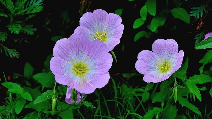 《英雄聯盟》特殊符號大全複製2024 《英雄聯盟》特殊符號大全複製2024