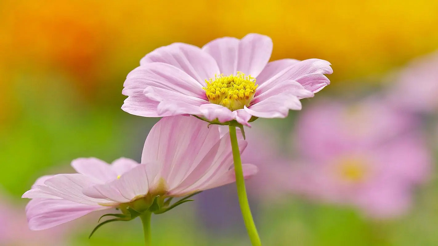 《英雄聯盟》特殊符號大全複製2024 《英雄聯盟》特殊符號大全複製2024