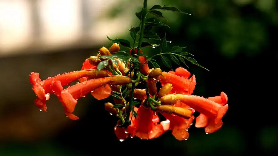 《英雄聯盟》id名字匯總可複製2024最新