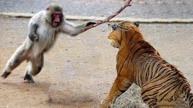 《黑神話:悟空》大戰虎先鋒!三拳打碎了我的大聖夢 《黑神話:悟空》大戰虎先鋒!三拳打碎了我的大聖夢