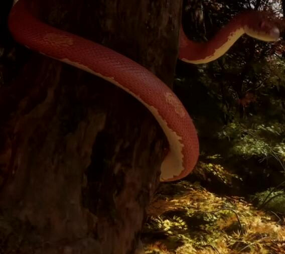 《黑神話悟空》角色一覽 《黑神話悟空》角色一覽