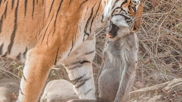 《黑神話:悟空》大戰虎先鋒!三拳打碎了我的大聖夢 《黑神話:悟空》大戰虎先鋒!三拳打碎了我的大聖夢