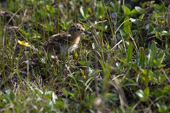 天涯明月刀OL 99公益節一起玩遊戲做好事，各路豪傑集聚爭奪月下第一人殊榮！