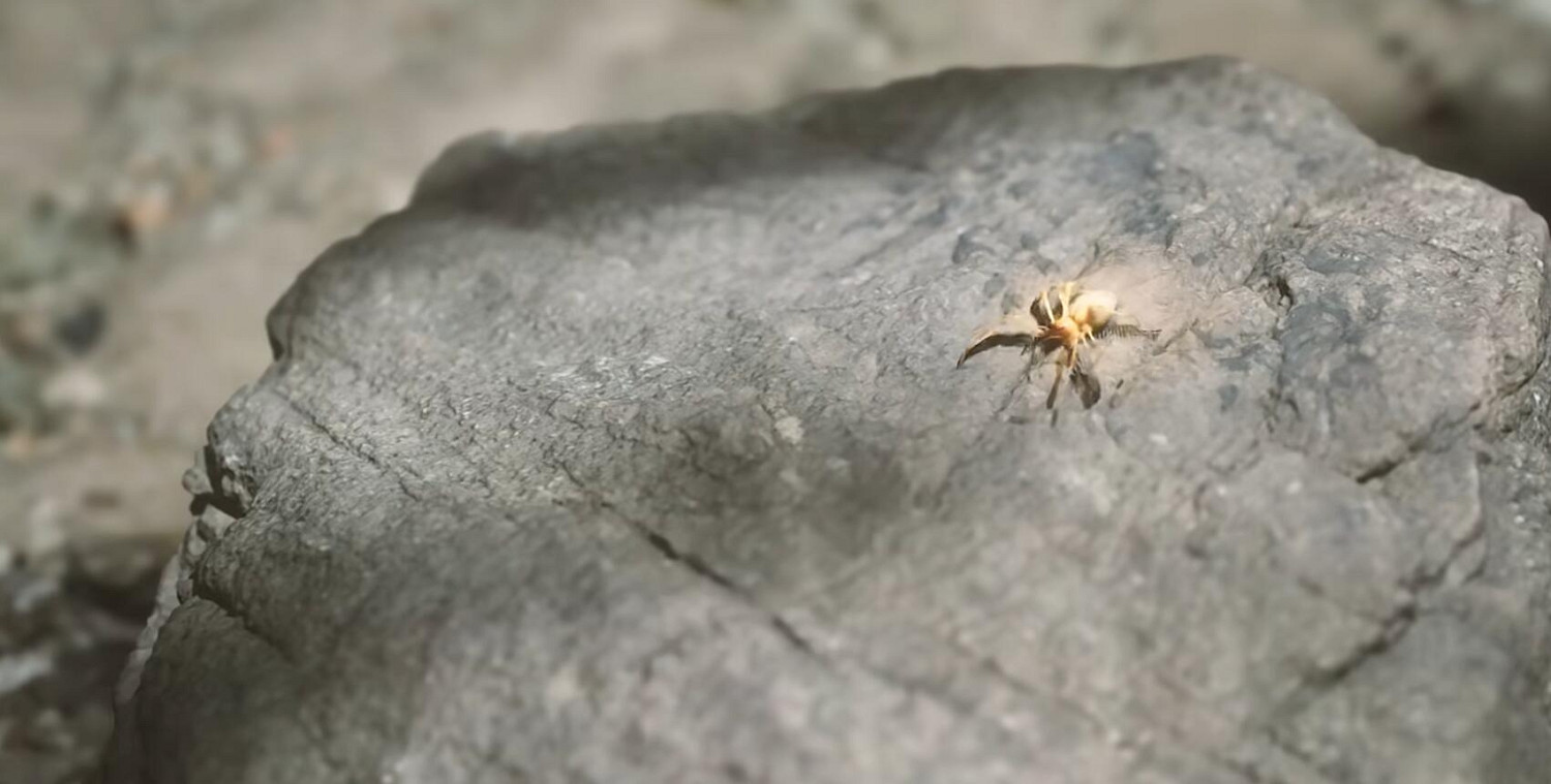 《黑神話悟空》蜘蛛精劇情介紹