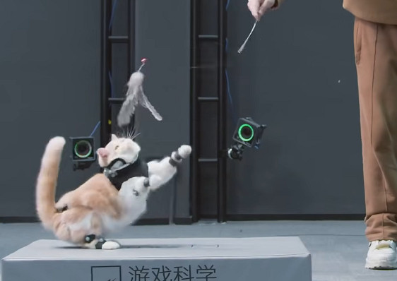 三圈幹碎大聖夢!《黑神話》虎先鋒動捕原型竟是隻貓 三圈幹碎大聖夢!《黑神話》虎先鋒動捕原型竟是隻貓