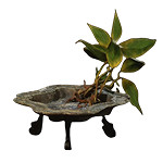 《黑神話悟空》泡酒物全圖鑒一覽 《黑神話悟空》泡酒物全圖鑒一覽