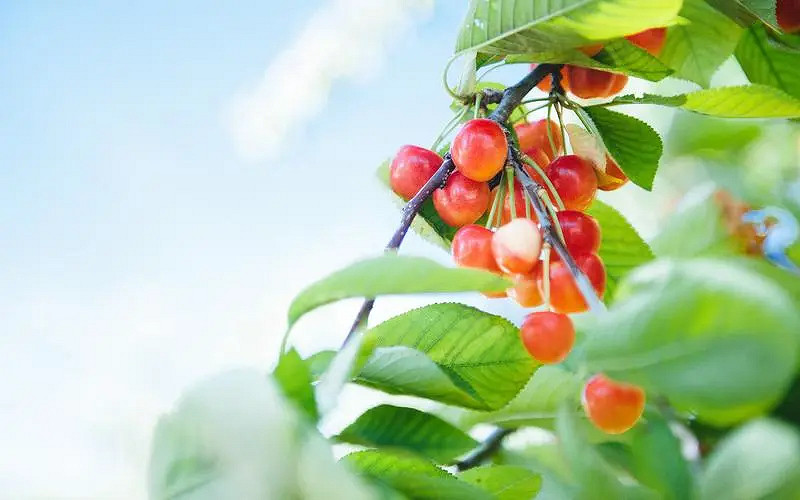 《英雄聯盟》夢幻好聽名字唯美介紹