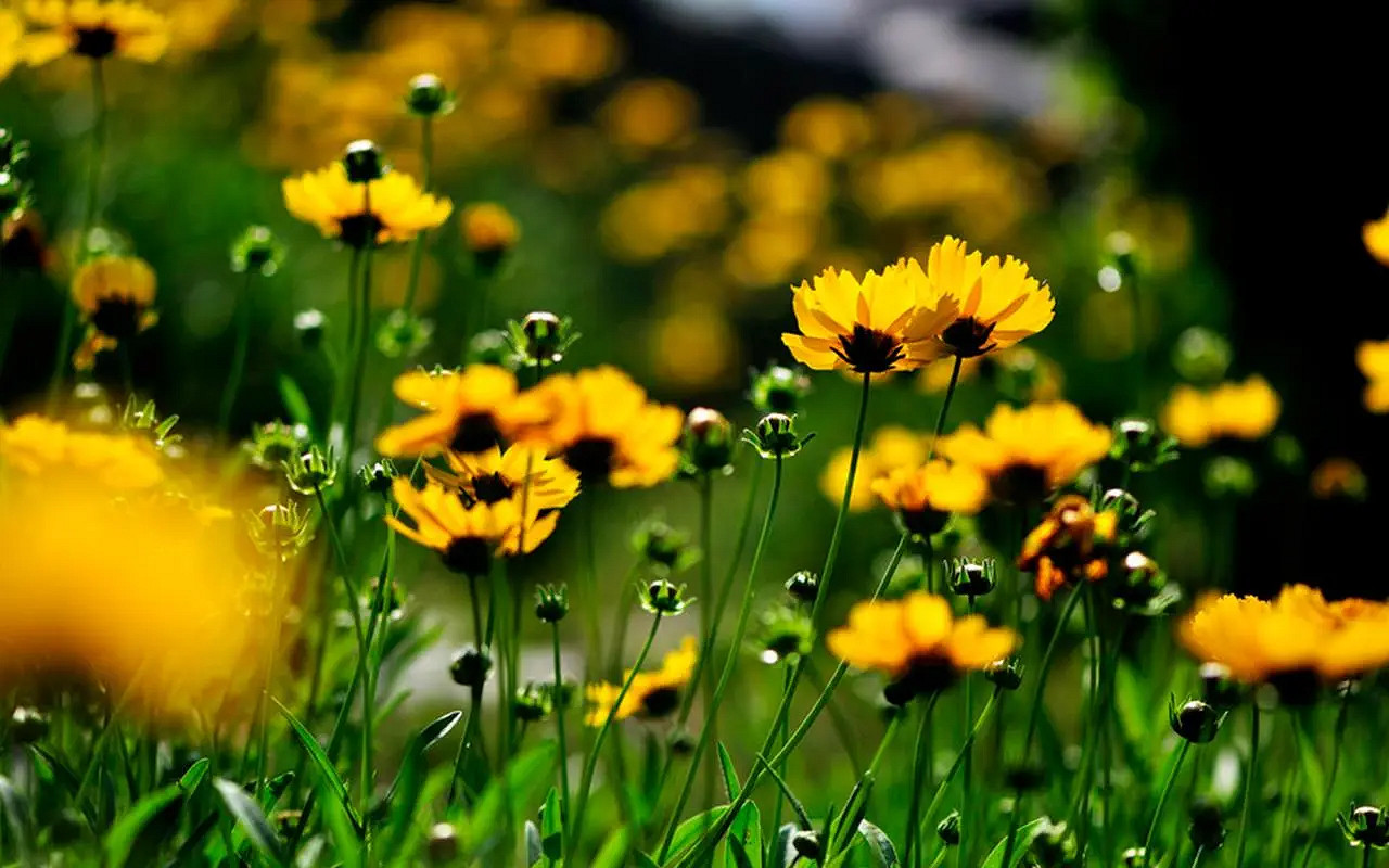 《英雄聯盟》夢幻好聽名字唯美介紹