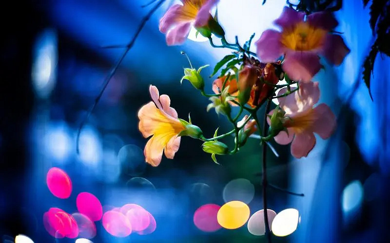 《英雄聯盟》唯美好聽遊戲id大全 《英雄聯盟》唯美好聽遊戲id大全