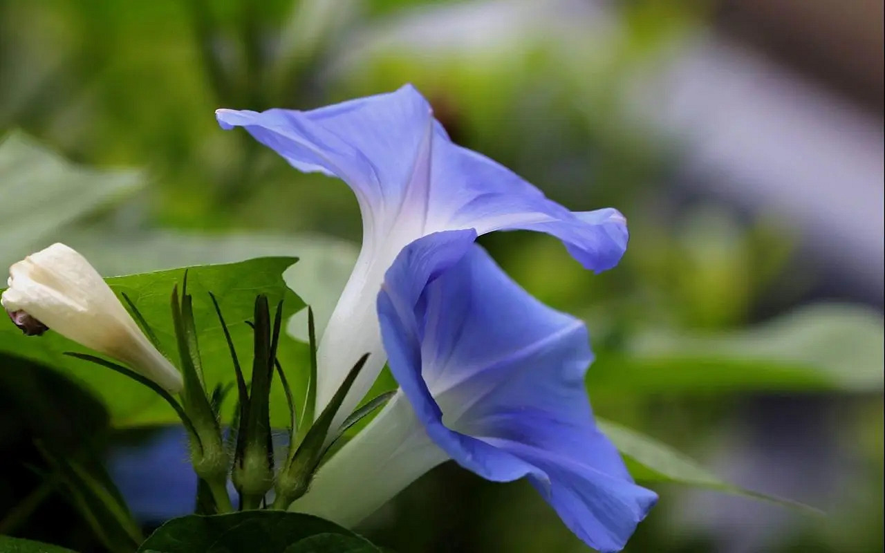《英雄聯盟》夢幻好聽名字唯美介紹