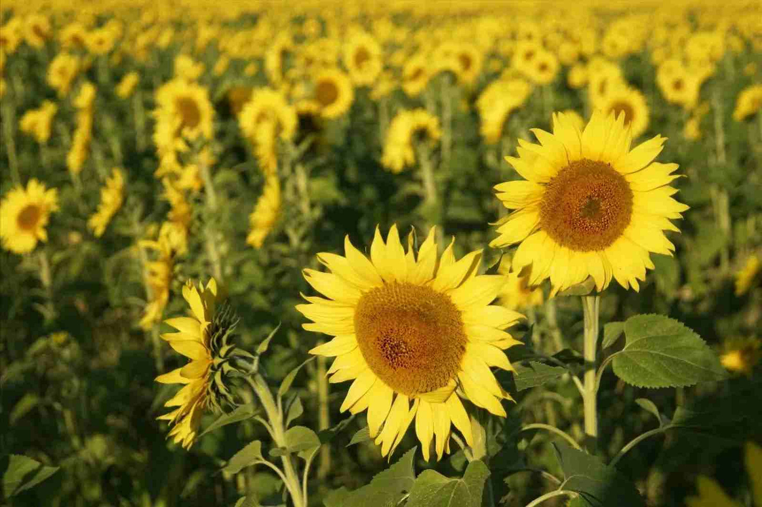 《英雄聯盟》唯美好聽遊戲id大全 《英雄聯盟》唯美好聽遊戲id大全