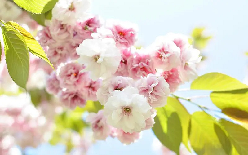 《英雄聯盟》唯美好聽遊戲id大全 《英雄聯盟》唯美好聽遊戲id大全