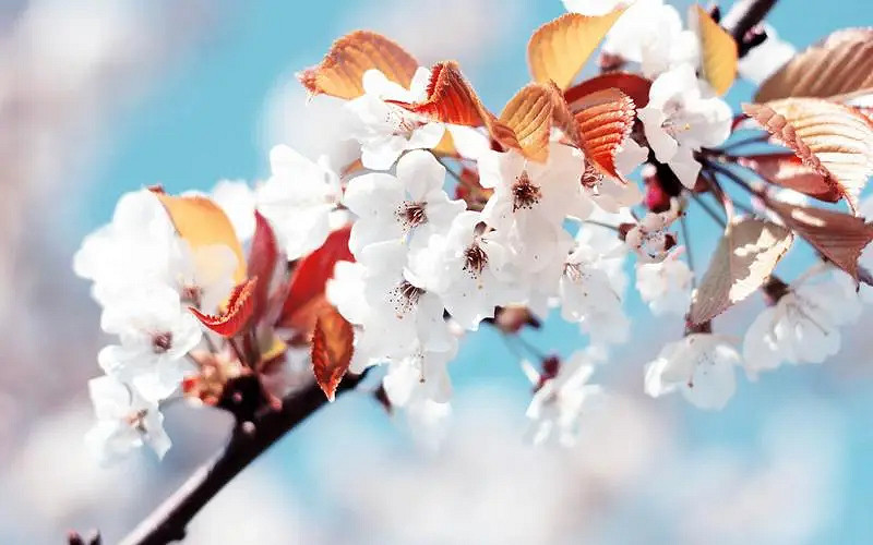 《英雄聯盟》夢幻好聽名字唯美介紹