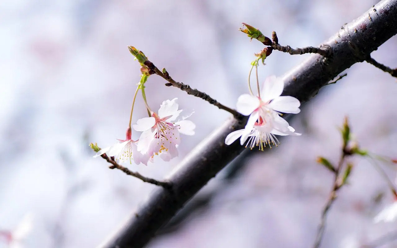 《英雄聯盟》夢幻好聽名字唯美介紹