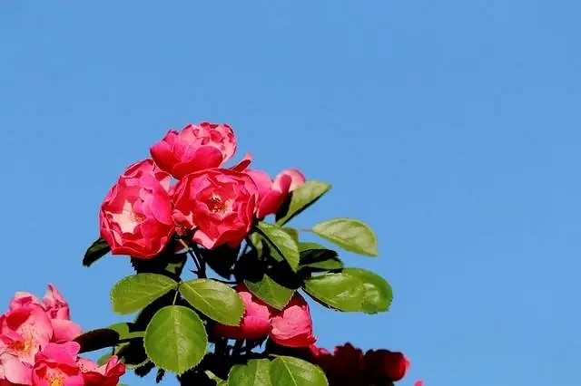 《英雄聯盟》唯美好聽遊戲id大全 《英雄聯盟》唯美好聽遊戲id大全