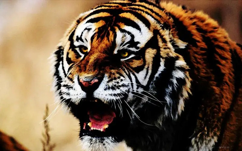 《英雄聯盟》經典霸氣的遊戲名字一覽