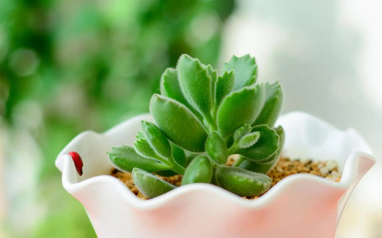 《英雄聯盟》生僻卻美到爆的單字介紹