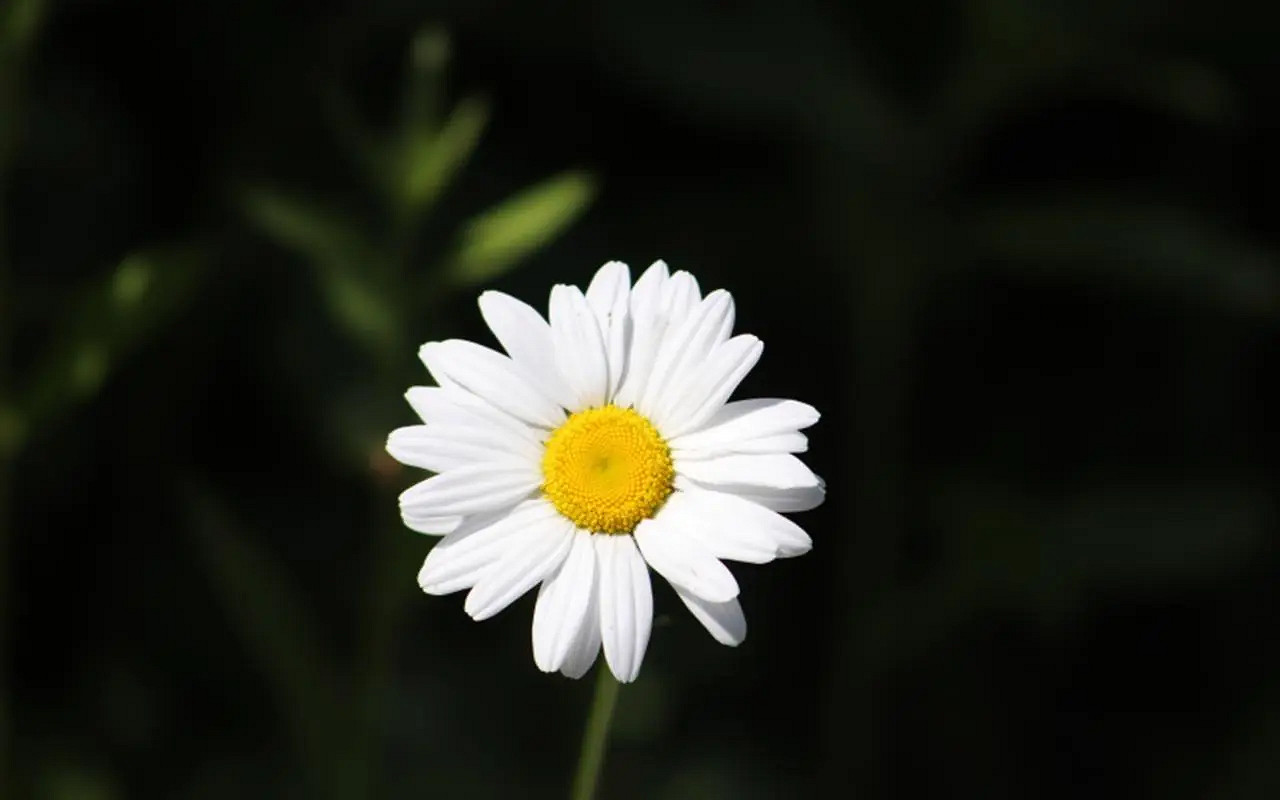 《英雄聯盟》2024最火最好聽的網名介紹