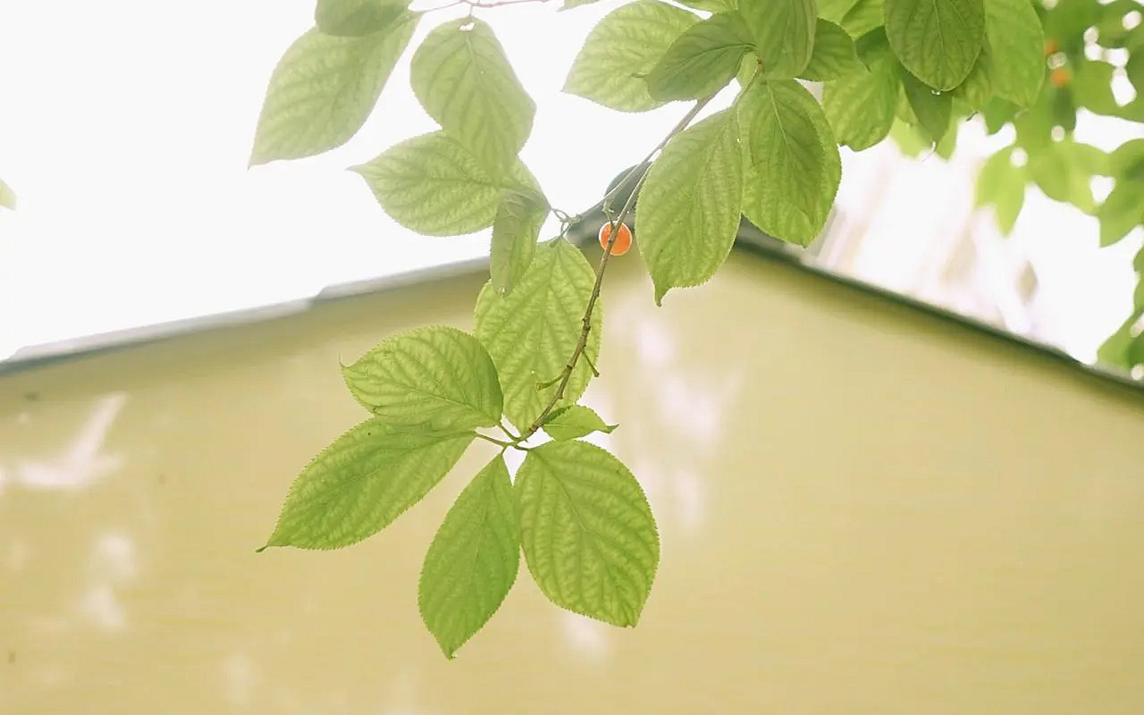 《英雄聯盟》2024最火最好聽的網名介紹