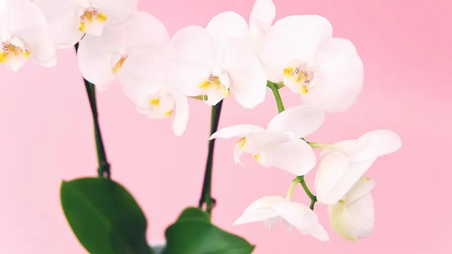 《英雄聯盟》好聽的團隊名字匯總