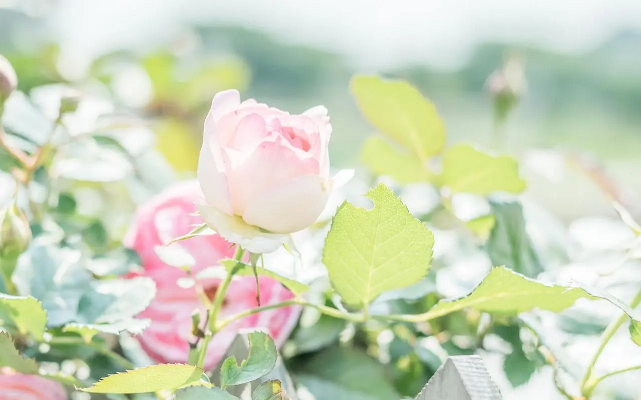 《英雄聯盟》2024最火最好聽的網名介紹