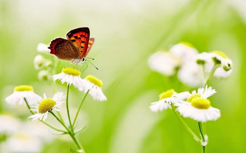 《英雄聯盟》2024最火最好聽的網名介紹