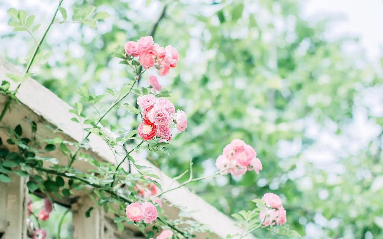 《英雄聯盟》2024最火最好聽的網名介紹