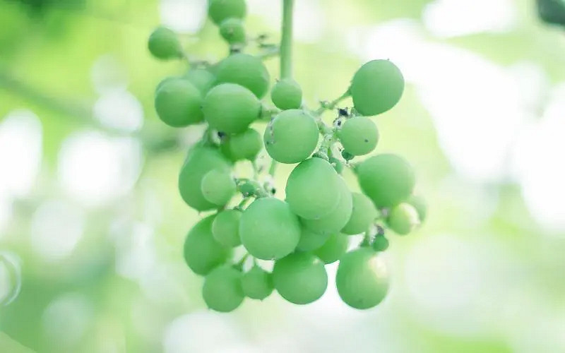 《英雄聯盟》2024最火最好聽的網名介紹