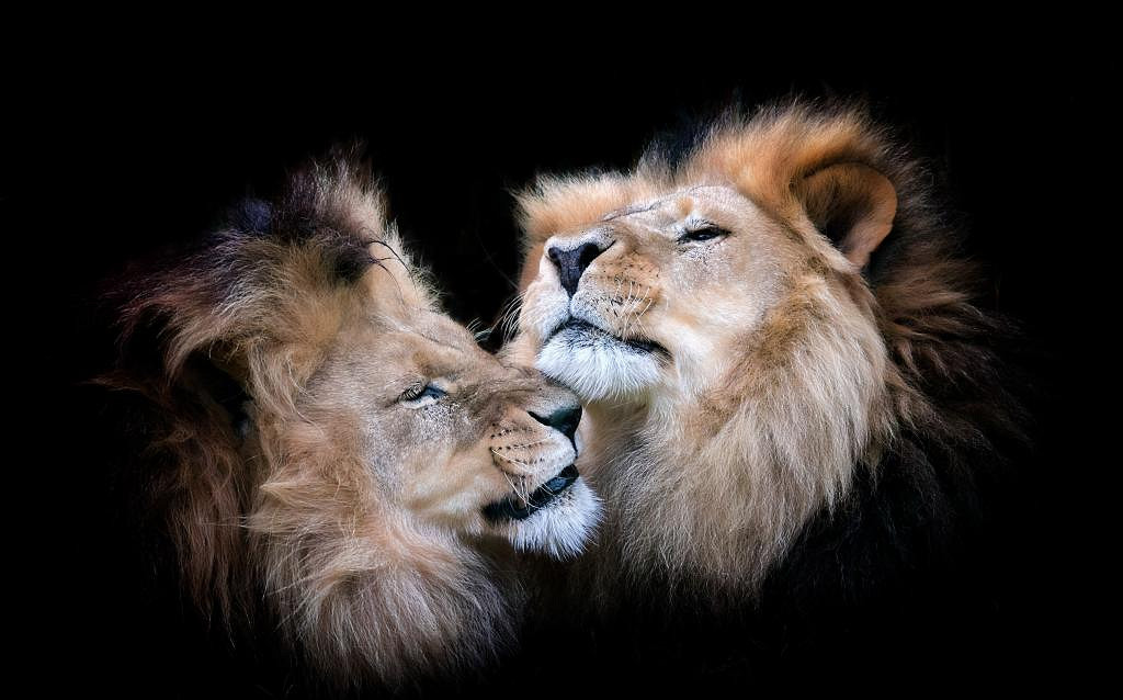 《英雄聯盟》又酷又有範的網名匯總 《英雄聯盟》又酷又有範的網名匯總