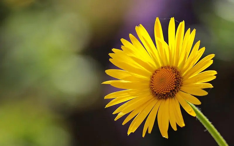 《英雄聯盟》2024最火最好聽的網名介紹