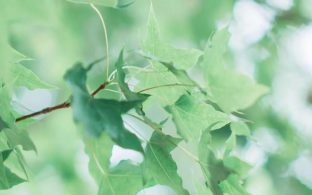 《英雄聯盟》2024最火最好聽的網名介紹