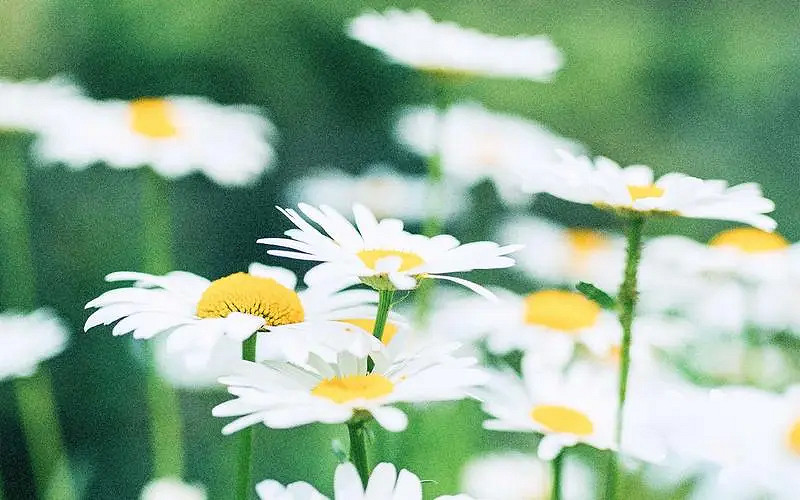 《英雄聯盟》生僻卻美到爆的單字介紹