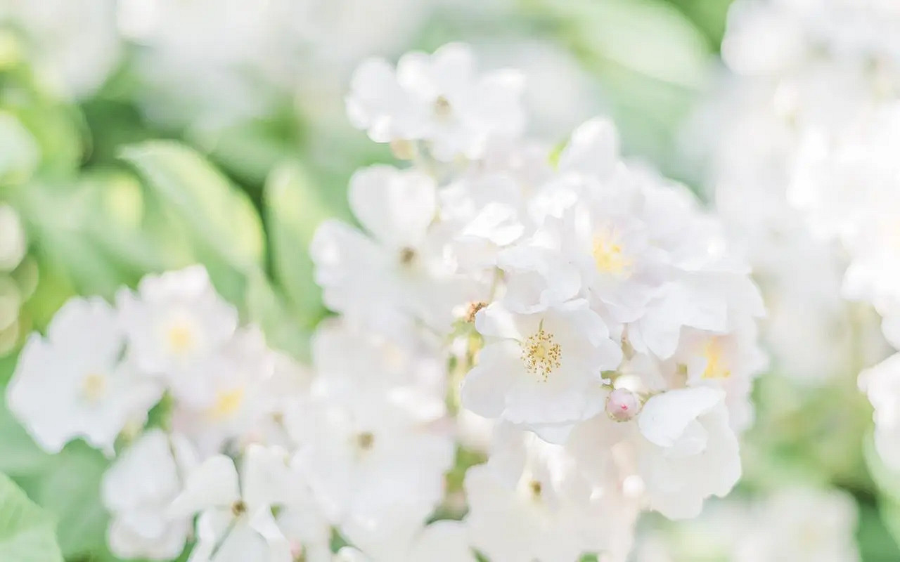 《英雄聯盟》2024最火最好聽的網名介紹