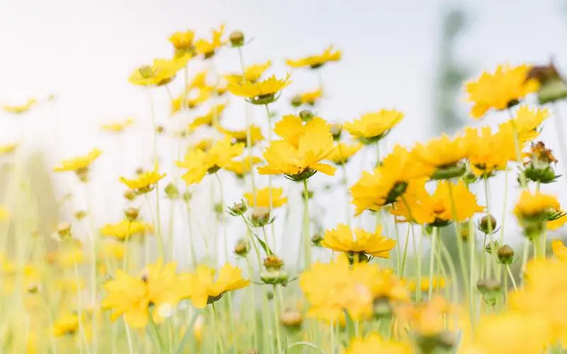 《英雄聯盟》生僻卻美到爆的單字介紹