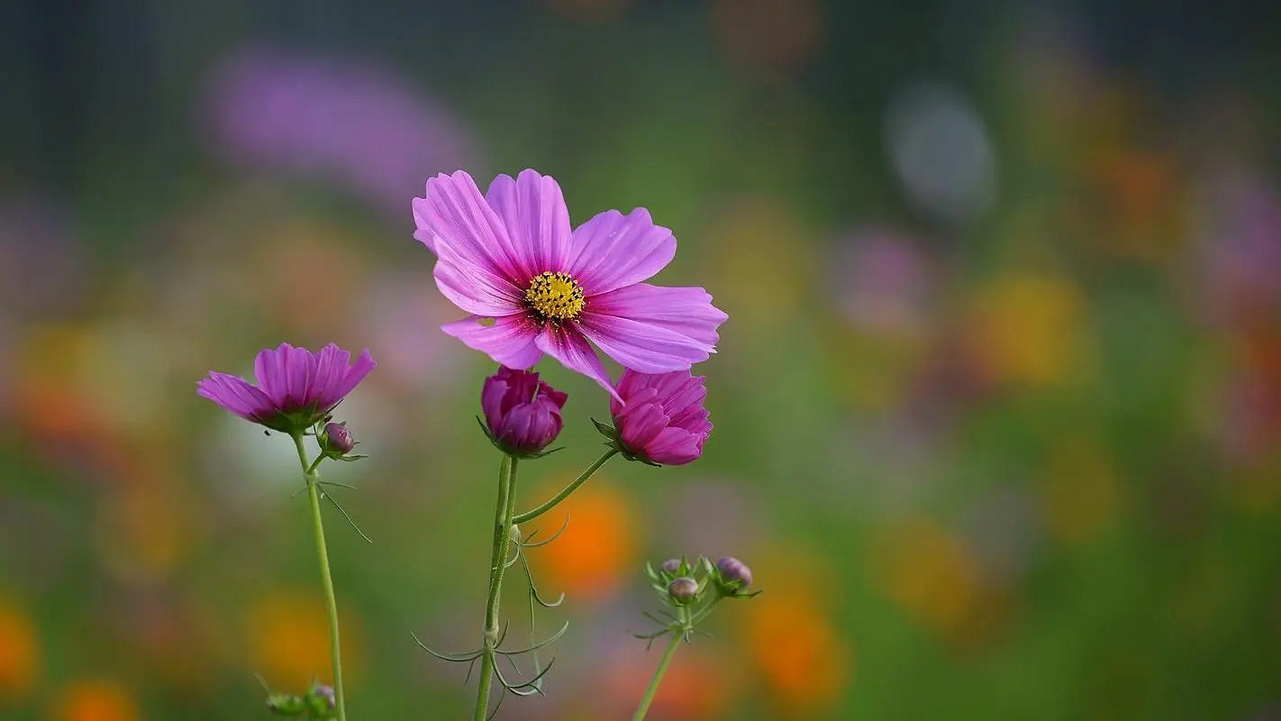 《英雄聯盟》三字遊戲名大全