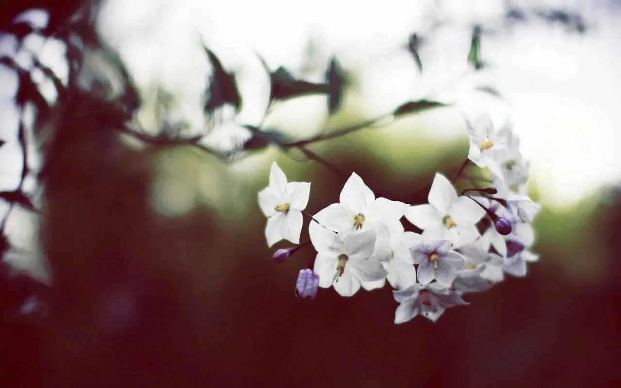 《英雄聯盟》有詩意帶風字的網名分享