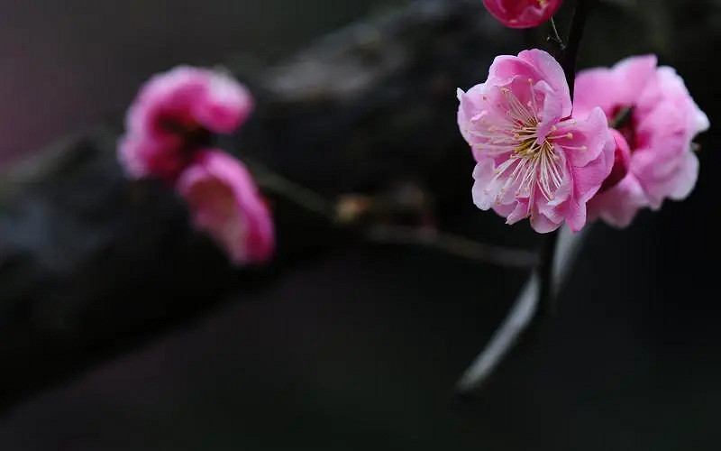 《英雄聯盟》有詩意帶風字的網名分享