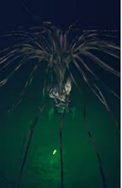 《GTFO》怪物介紹