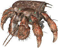 異塵餘生76寄居蟹在哪